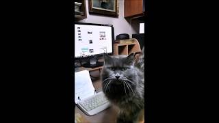 nebulous neblig cat Σπύρος Καλογήρου